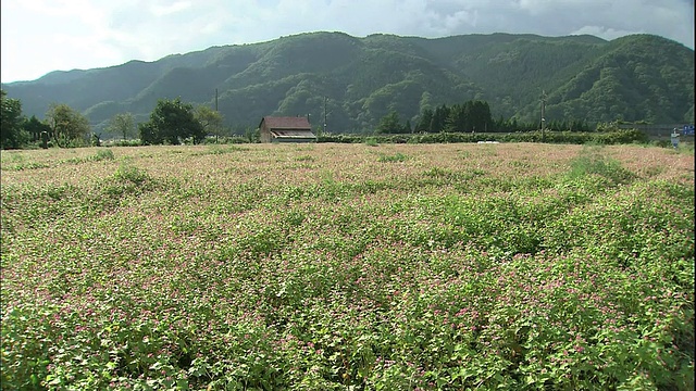 一缕阳光穿过云层，照耀在秋田Semboku的荞麦田里。视频素材