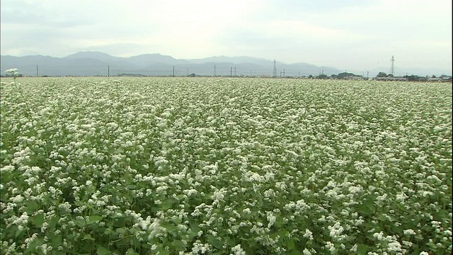 一列越前铁路列车快速驶过一片开满荞麦的田野。视频素材