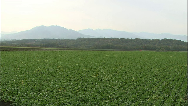 在日本北海道，一台拖拉机在一片广阔的土地上收割甜菜。视频素材