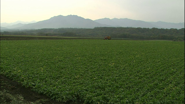 在日本北海道一片广阔的土地上，阳光透过薄云照射在收割甜菜的拖拉机上。视频素材