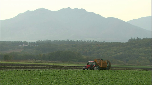 在日本北海道，一台拖拉机在田里收割甜菜视频素材