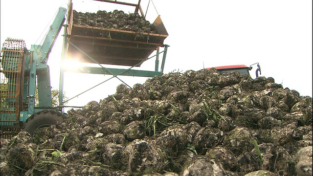 日本北海道，一辆拖拉机将收获的甜菜倾倒在垃圾堆里。视频素材