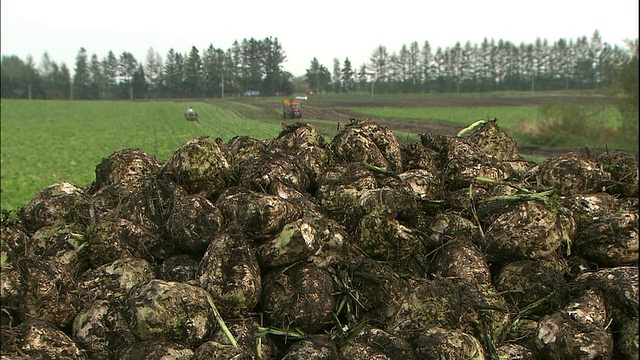 日本北海道，一辆拖拉机在收获甜菜。视频素材