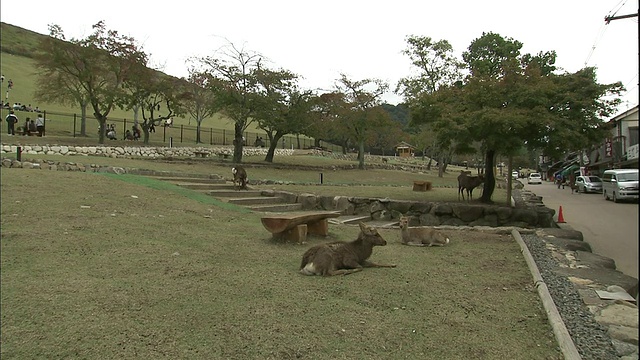 游客们在若久草山脚下漫步，野鹿在奈良公园的草地上休息视频素材