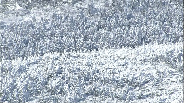 在日本的造山山脉，道路蜿蜒穿过被霜冻覆盖的森林。视频素材