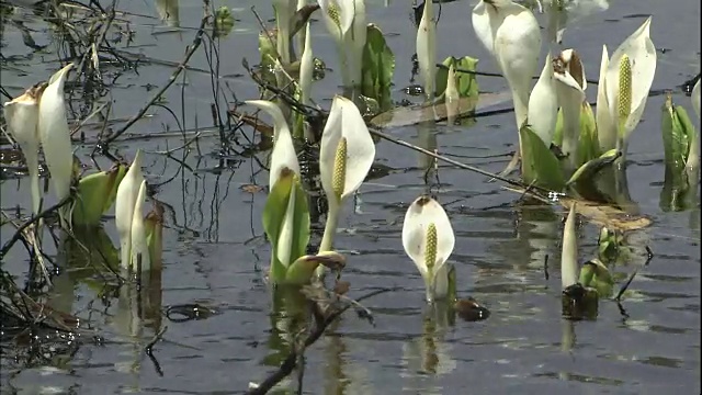 在日本Katashina的Ozegahara沼泽地，水在亚洲臭鼬白菜周围泛起涟漪。视频素材