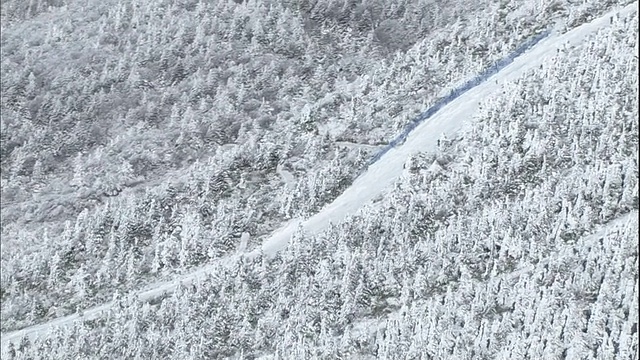 滑雪者在日本藏山的一片被霜冻覆盖的森林附近滑雪。视频素材