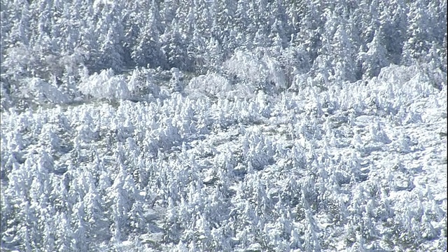 霜覆盖了日本藏山的森林。视频素材