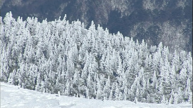 日本藏山(Zao Mountain Range)上的一片白雪皑皑的森林附近，一道篱笆围绕着一个积雪的山脊。视频素材