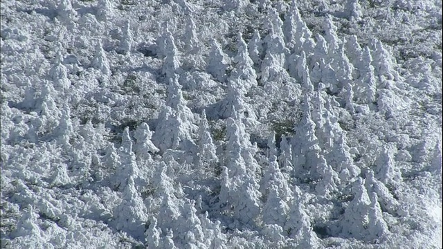 一名滑雪者和一名滑雪者在日本藏山的一片白霜覆盖的森林附近滑下斜坡。视频素材