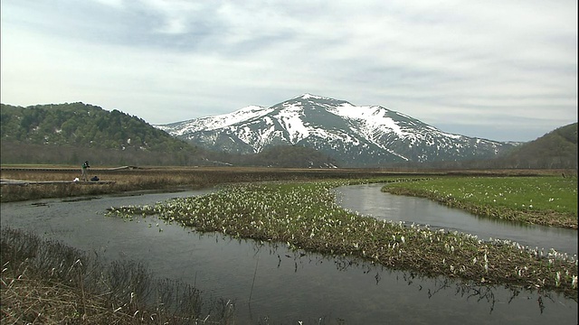 在日本Katashina的Ozegahara沼泽地，一束带着双彩虹光环的阳光照耀在臭鼬白菜上。视频素材