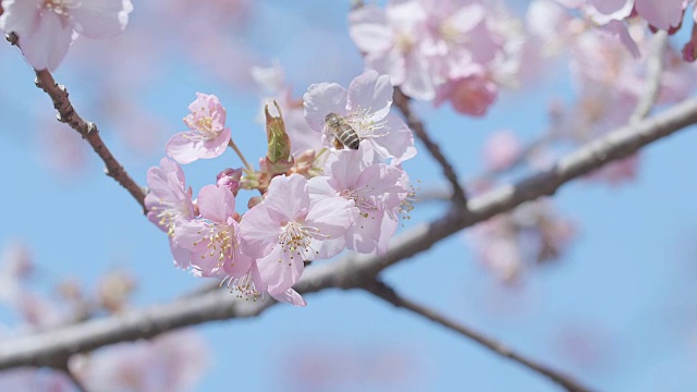 日本东京昭和纪念公园的河津樱花和蜜蜂视频下载