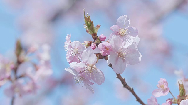 日本东京昭和纪念公园的河津樱花视频素材