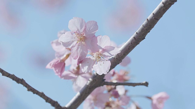 日本东京昭和纪念公园的河津樱花视频素材