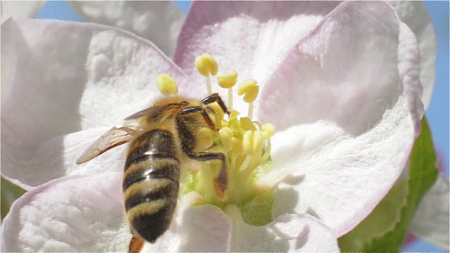 蜜蜂从春天开花的果实中采集花粉和花蜜视频素材