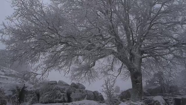 霜冻的树被暴风雪移动视频素材