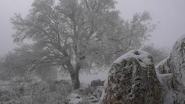 蒙彼利埃枫糖冰淇淋与暴风雪视频素材