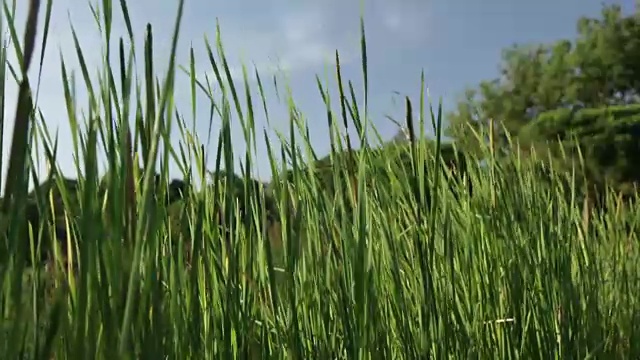 风中的草，公园Pastré，马赛视频素材