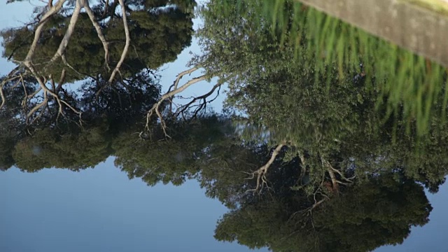 松树在池塘中倒影，Pastré公园，马赛视频素材