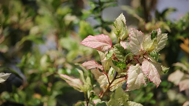 小木槿花叶视频素材