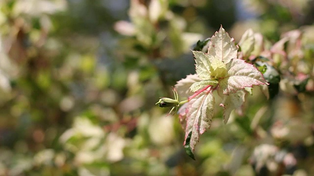 小木槿花叶视频素材