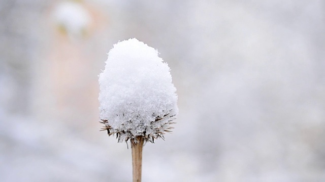 冬天的雪落在干燥美丽的花朵上随风摇曳视频素材