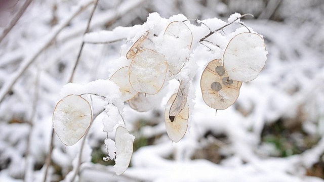 冬天的风景与雪花飘落在美丽的月牙心荚视频素材