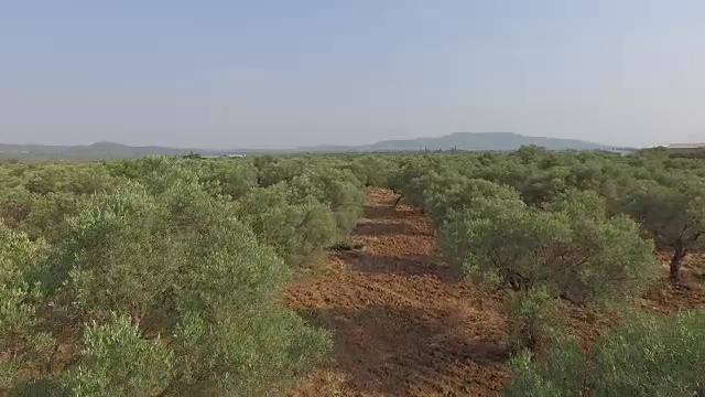 在橄榄树上空飞翔视频素材