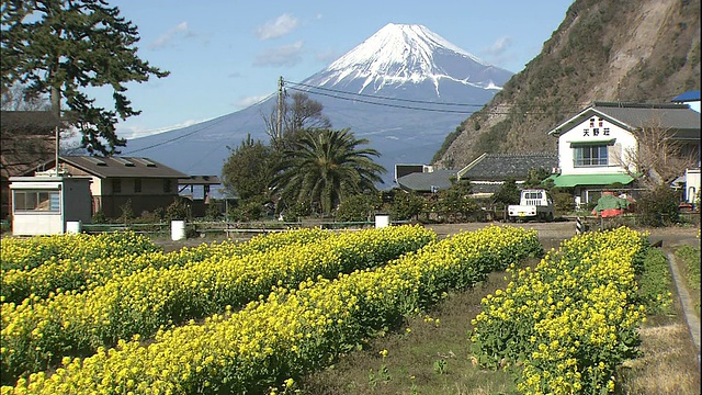 富士山脚下成行的油菜籽。视频素材