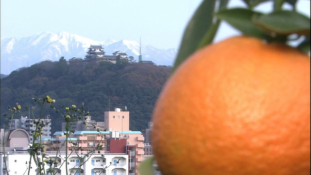 一个成熟的Iyokan橙框着松山城堡和石冢山。视频素材