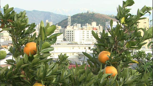 Iyokan橙子生长在石祖池山和松山城堡附近。视频素材