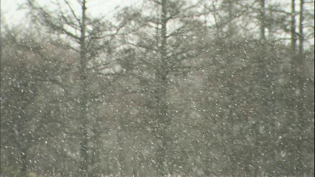 日本钏路Shitsugen国家公园的森林里飘落着雪花。视频素材