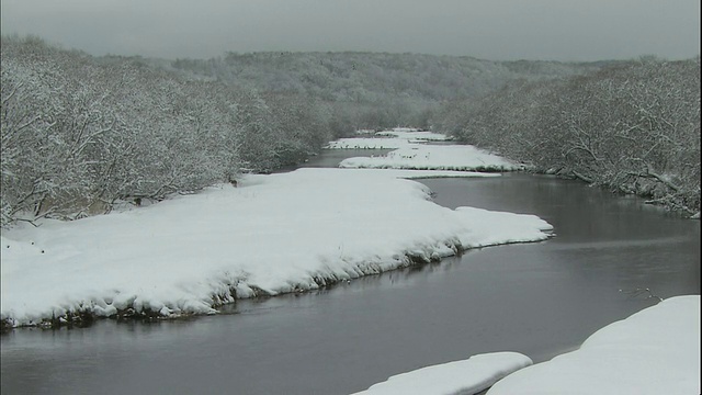 日本鹤聚集在钏路Shitsugen国家公园的濑户川河的雪岸上。视频素材