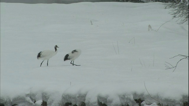 日本的鹤在日本节流川河的雪岸上行走。视频素材