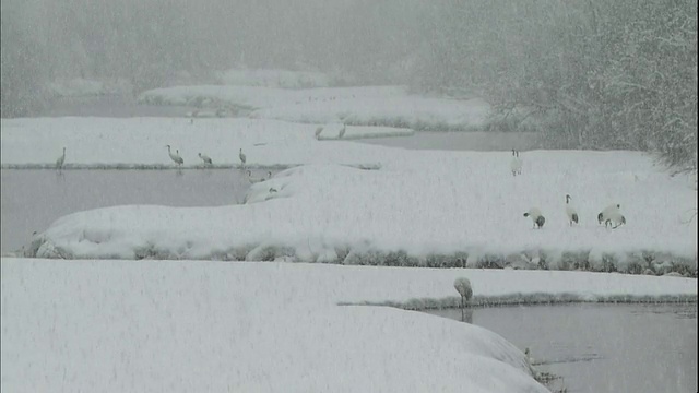 日本的鹤在濑户川河边觅食，降雪纷飞。视频素材