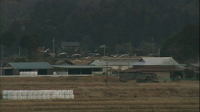 一群天鹅飞过日本枥木县的田野。视频素材