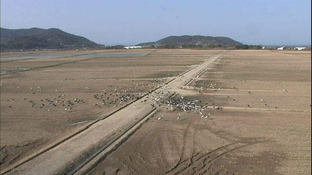 日本鹿儿岛，一群鹤聚集在泉移民聚集地。视频素材