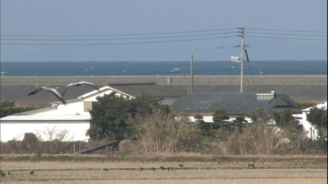 鹤在日本鹿儿岛泉移民场周围飞翔。视频素材