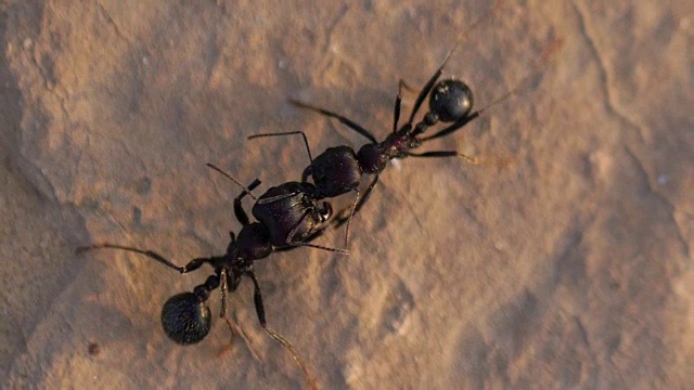 沙地上的黑蚂蚁视频素材