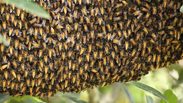 树上的蜂巢视频素材