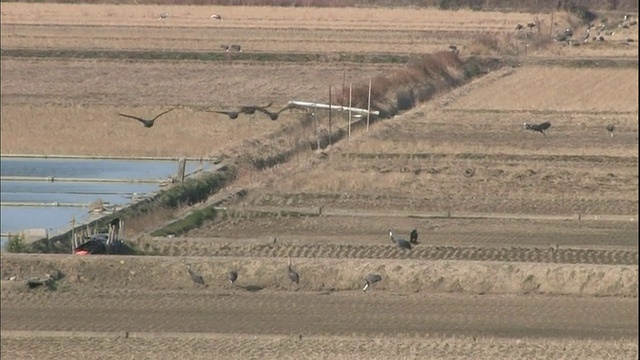 几只鹤飞过日本鹿儿岛泉移民场。视频素材