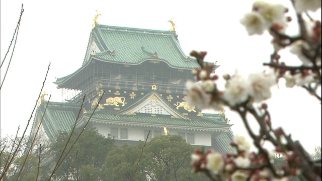 白色的日本杏花装点着大阪城。视频素材