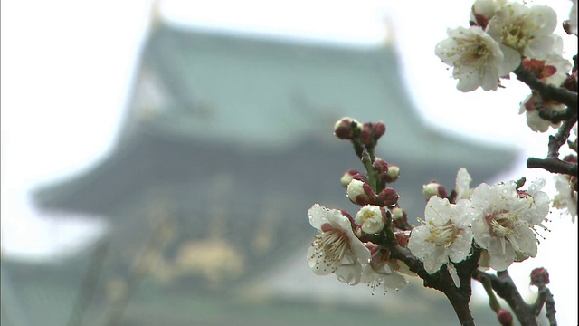 在大阪城堡公园，雨滴粘在白色的日本杏花上。视频素材