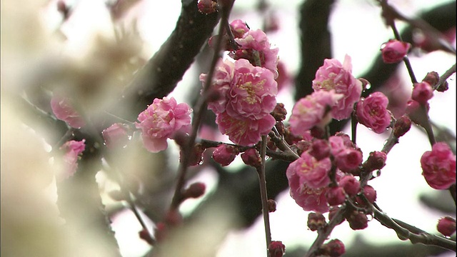 在大阪城堡公园，雨滴粘在粉红色和白色的日本杏花上。视频素材