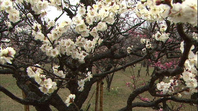 在大阪城堡公园，雨滴落在白色的日本杏花上。视频素材