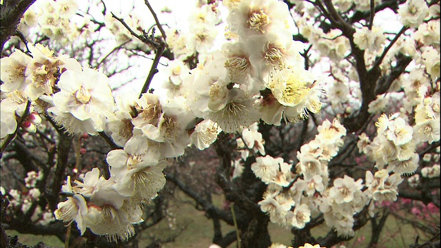 在大阪城堡公园里，雨水落在挂在树枝上的白色日本杏花上。视频素材