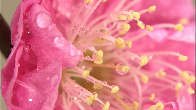 雨滴附着在粉红色的日本杏花上。视频素材