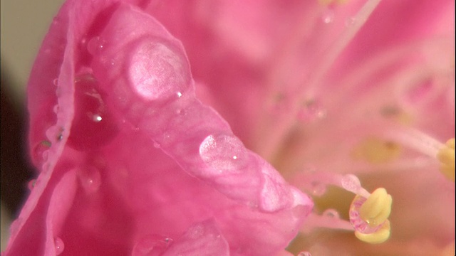 在大阪城堡公园，雨滴粘在粉红色的日本杏花的花蕊上。视频素材