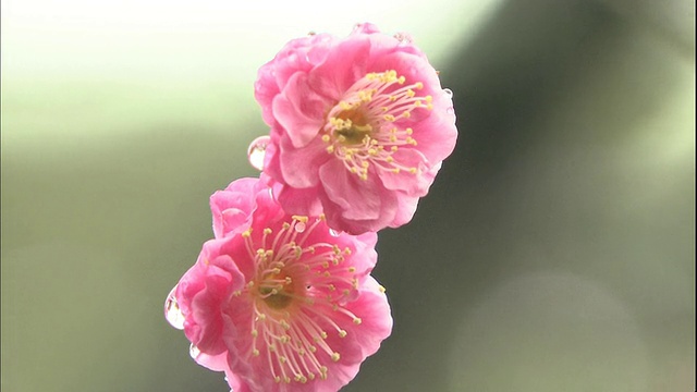 雪花飘落在粉红色的日本杏花上。视频素材