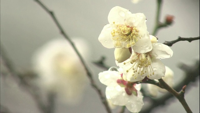 雪天里，一滴滴水珠粘在白色的日本杏花上。视频素材